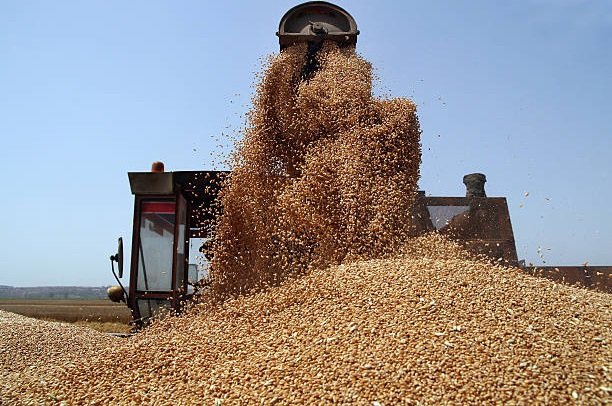 Turkey Wheat Flour Distributors